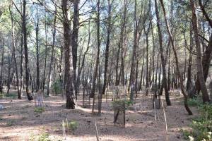 Plantation sous couvert dense de pin avec peu de sous-bois